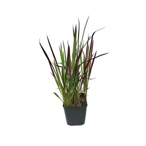 Imperata cylindrica 'Red Baron' / Vörös alangfű