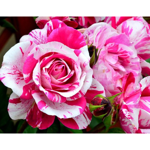 Rosa 'Ines Sastre' / Rózsaszín-fehér virágú futó-kúszó rózsa