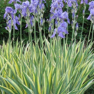 Iris pallida 'Variegata' / Dalmát nőszirom