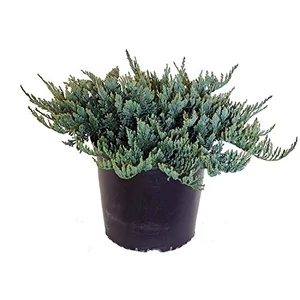 Juniperus horizontalis 'Blue chip' / Kék terülő henyeboróka