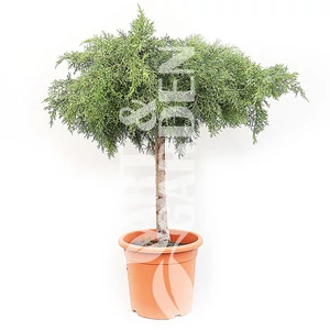 Juniperus media 'Old Gold' / Óarany terülő boróka (1/4 törzses)