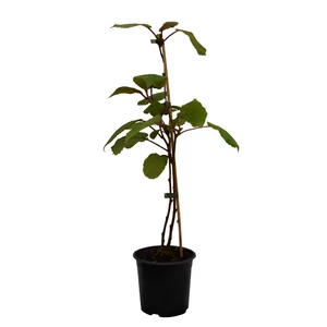 Actinidia arguta 'Issai' / Öntermékeny kopasz kivi