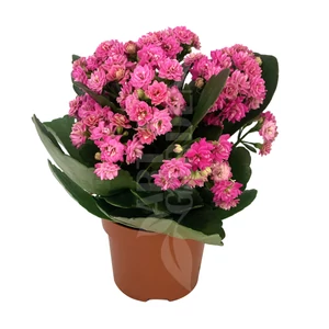 Kalanchoe blossfeldiana / Korallvirág