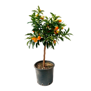 Kumquat / Citrus fortunella marginata