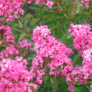 Lagerstroemia indica 'Hopi' / Rózsaszín virágú kínai selyemmirtusz