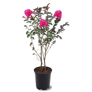 Lagerstroemia indica 'Hopi' / Rózsaszín virágú kínai selyemmirtusz