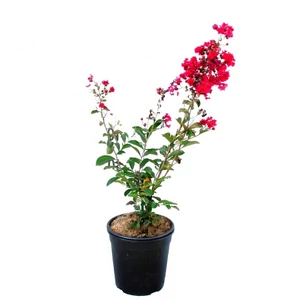Lagerstroemia indica 'Red Rocket' / Piros virágszínű kínai selyemmirtusz