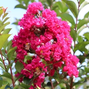 Lagerstroemia indica 'Tonto' / Bíbor virágszínű kínai selyemmirtusz