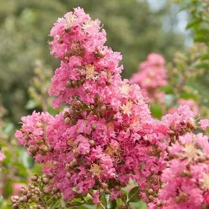 Lagerstroemia indica 'Comanche' / Lazac virágszínű kínai selyemmirtusz