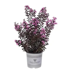 Lagerstroemia indica 'Purely Purple' / Lila virágszínű bordó levelű kínai selyemmirtusz