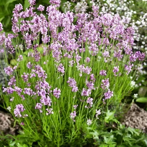 Lavandula angustifolia 'Rosea' / Rózsaszín virágú levendula