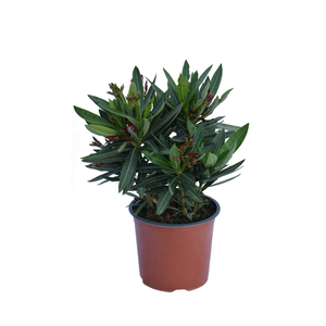 Nerium oleander / Leander
