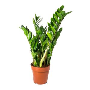 Zamioculcas zamiifolia / Agglegénypálma