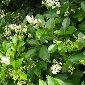 Ligustrum ovalifolium / Télizöld fagyal