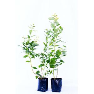 Lonicera kamtschatica 'Morena' / Kamcsatkai mézbogyó