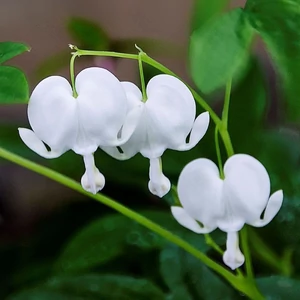 Dicentra spectabilis 'Alba' / Fehér virágú nagy szívvirág