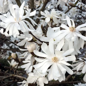 Magnolia stellata / Csillagvirágú liliomfa