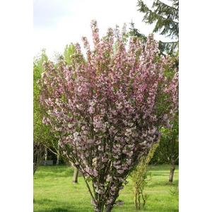 Malus 'Van Eseltine' / Díszalma