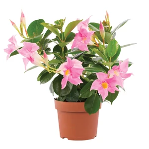 Dipladenia sp. / Rózsaszín virágú tölcsérjázmin