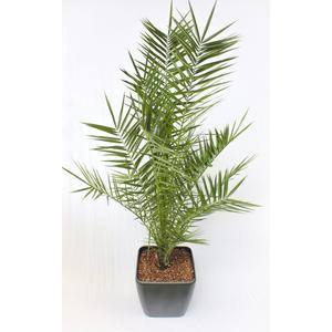 Phoenix canariensis / Főnixpálma