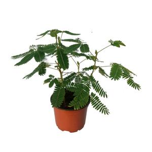 Mimosa pudica / Mimóza