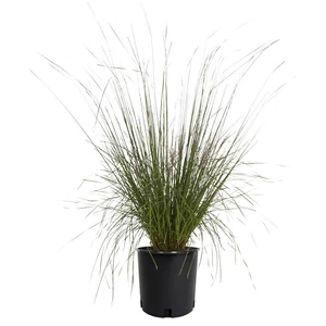 Muhlenbergia capillaris 'Ruby' / Vattacukorfű