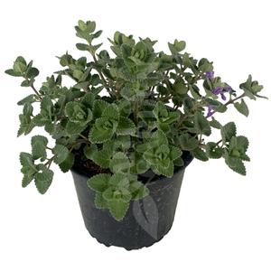 Nepeta x faassenii 'Walker's low' / Macskamenta