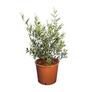Olea europea / Olajfa