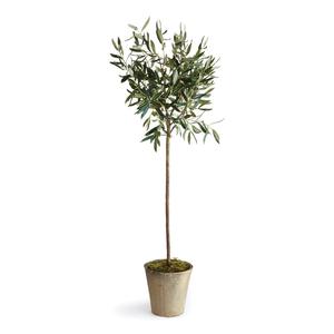 Olea europea / Olajfa