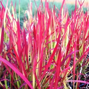 Imperata cylindrica 'Red Baron' / Vörös alangfű