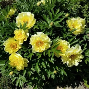 Paeonia x itoh 'Bartzella' / Félfás bazsarózsa hibrid (sárga virágú)