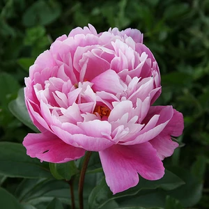 Paeonia lactiflora 'Alice Harding' / Késői bazsarózsa