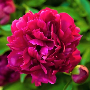 Paeonia officinalis 'Rubra Plena' / Bazsarózsa