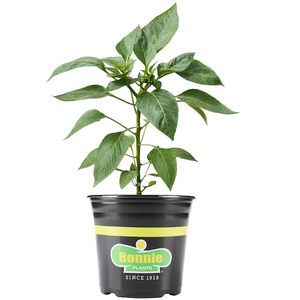 Capsicum chinense 'Habanero' / Habanero paprika palánta