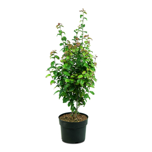 Parrotia persica / Perzsa varázsfa