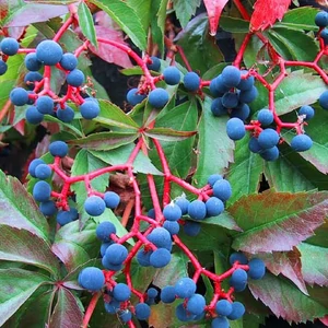 Parthenocissus quinquefolia / Tapadó vadszőlő