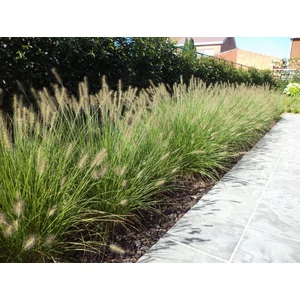 Pennisetum alopecuroides 'Hameln' / Évelő tollborzfű