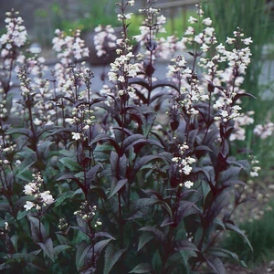 Penstemon digitalis 'Husker Red' / Bíborlevelű bugatölcsér