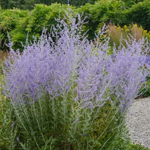 Perovskia atriplicifolia 'Blue Spire' / Sudárzsálya