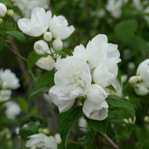 Philadelphus x virginalis / Teltvirágú jezsámen