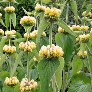Phlomis russeliana / Kis-ázsiai macskahere