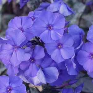 Phlox paniculata 'Blue Paradise' / Kék virágszínű bugás lángvirág