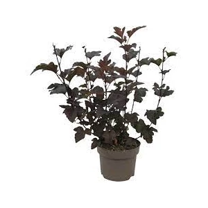 Physocarpus opulifolius 'Diabolo' / Bangita levelű hólyagvessző