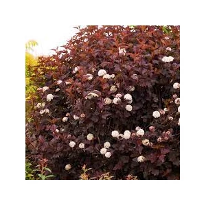 Physocarpus opulifolius 'Diabolo' / Bangita levelű hólyagvessző
