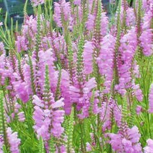 Physostegia virginiana 'Rosea' / Virginiai füzérajak