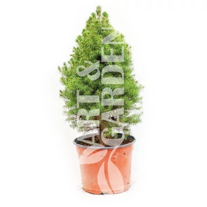 Picea glauca 'Conica' / Cukorsüvegfenyő