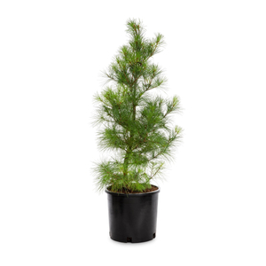 Pinus nigra / Fekete fenyő (földlabdás)