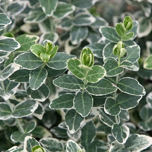 Euonymus fortunei 'Emerald Gaiety' / Fehér-tarka kúszó kecskerágó