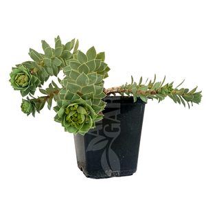 Euphorbia myrsinites / Délszaki kutyatej