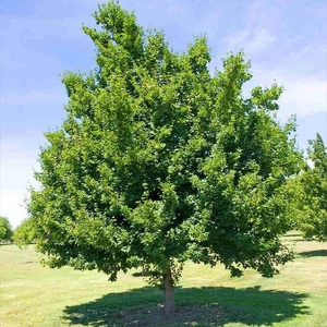 Acer tataricum / Tatár juhar